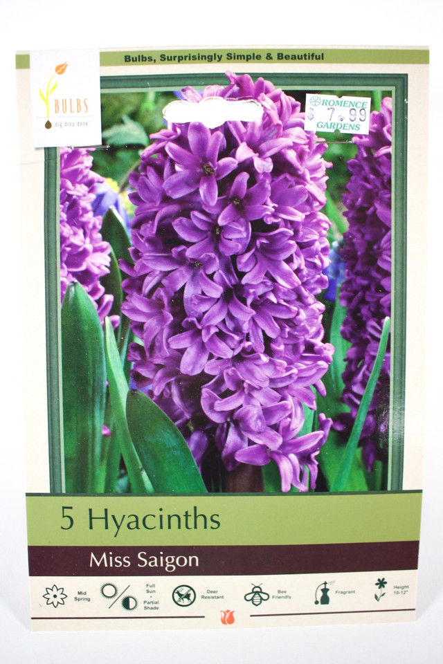Hyacinth 'Miss Saigon' - Bulbs