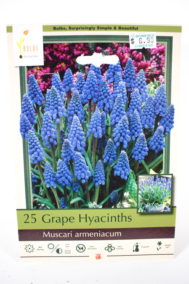 Grape Hyacinth 'Muscari armeniacum' - Bulbs