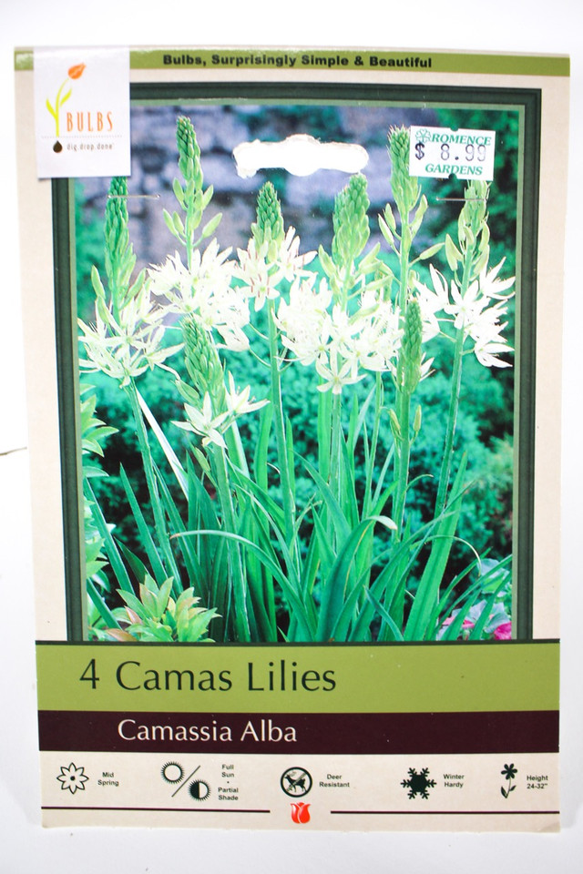 Camas Lilies 'Camassia Alba' - Bulbs