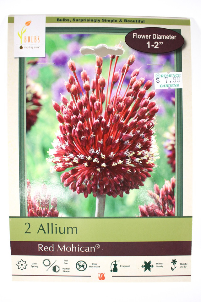 Allium 'Red Mochian®' - Bulbs