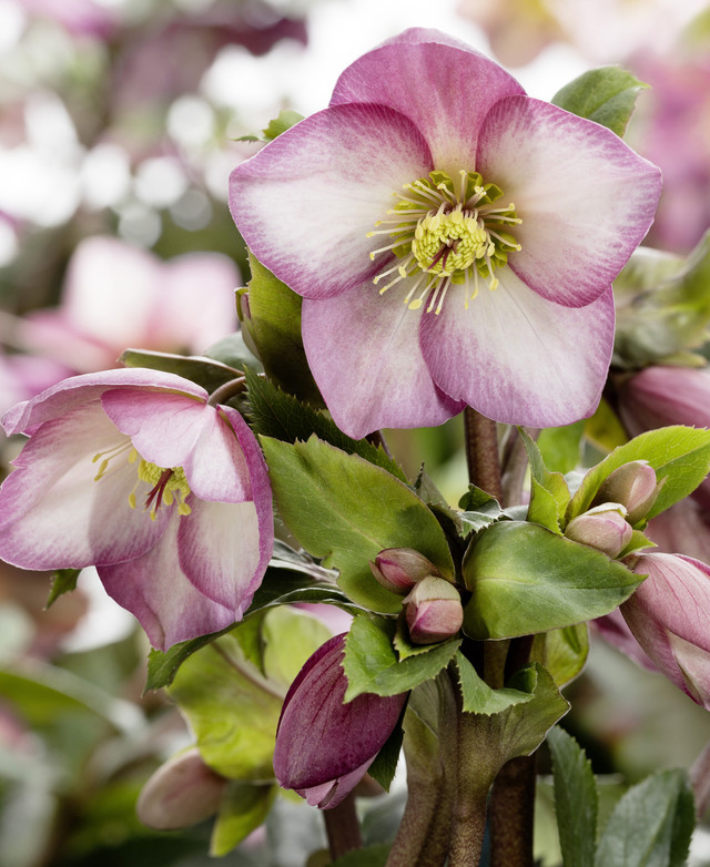 Helleborus Gold Collection® Ice N' Roses® 'Rose'