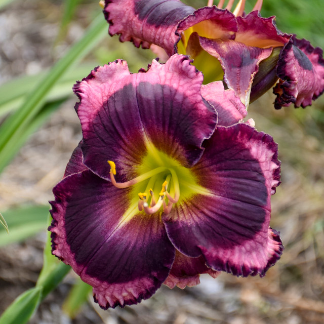 Hemerocallis 'The Band Played On'