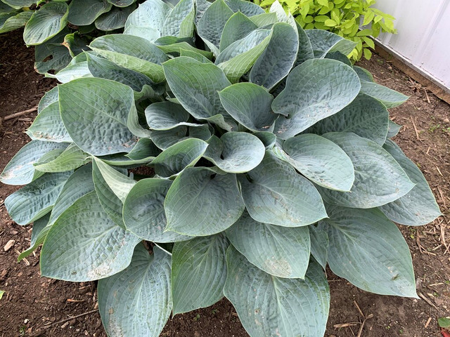 Island Breeze Hosta - Shade Perennial Medium Hosta Plant Red