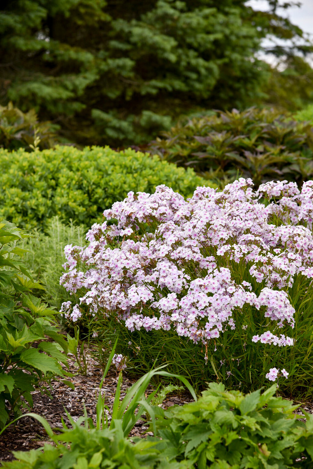 Phlox 'Opening Act Pink-a-Dot'