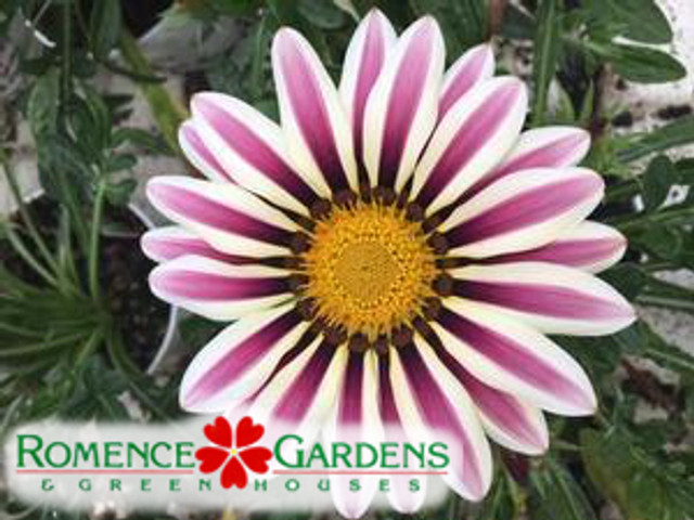 Gazania  'Big Kiss™ White Flame'