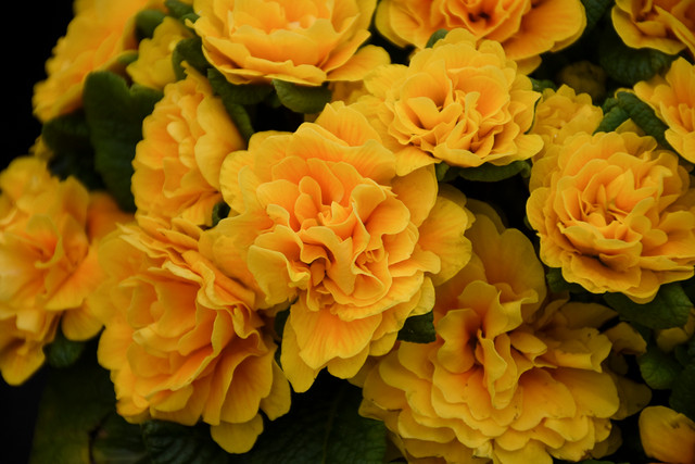 Primula vulgaris Bouquet Perfect™ 'Mandarin'