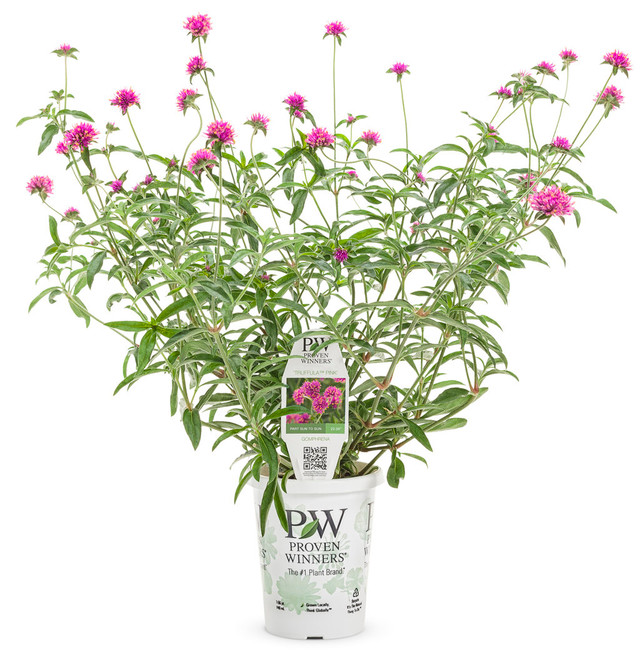 Gomphrena pulchella 'Truffula™ Pink' in grower pot