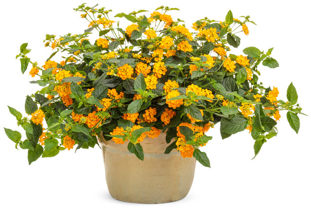 Lantana camara 'Luscious® Goldengate™' in decorative pot