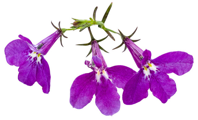 Lobelia erinus 'Laguna® Ultraviolet™' flower