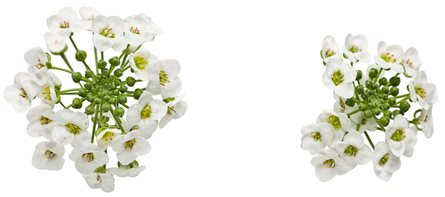 Lobularia hybrid 'White Knight®' flower
