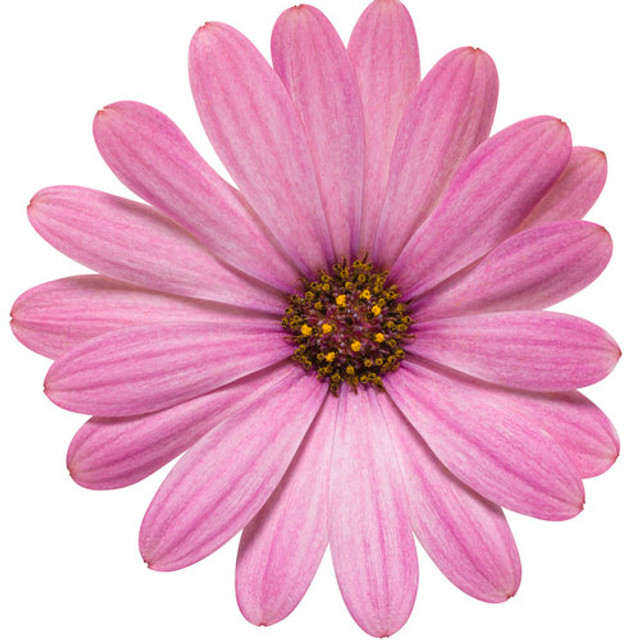 Osteospermum hybrid 'Bright Lights™ Pink' flower