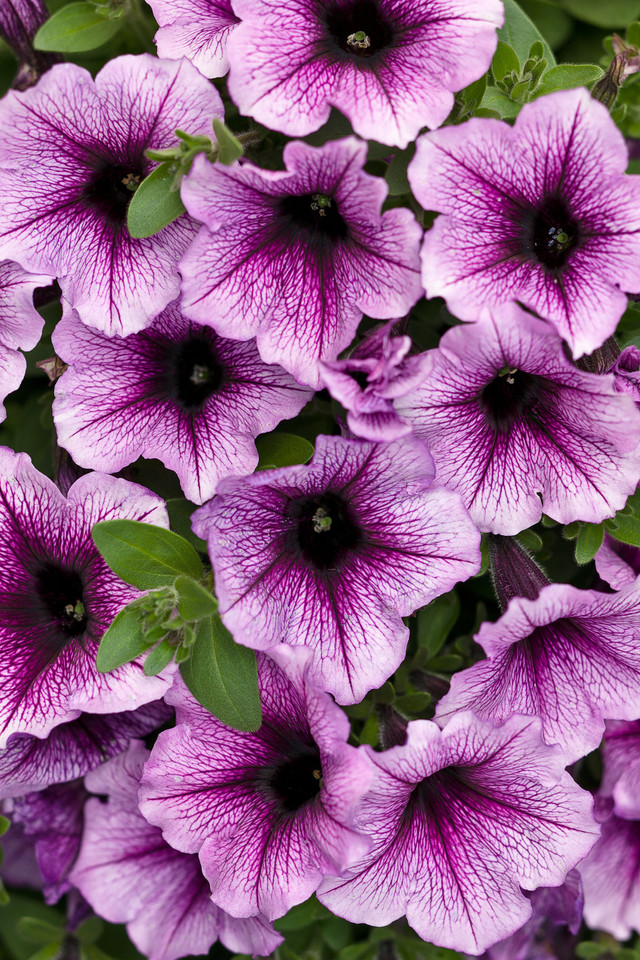 Petunia hybrid 'Supertunia® Bordeaux™'