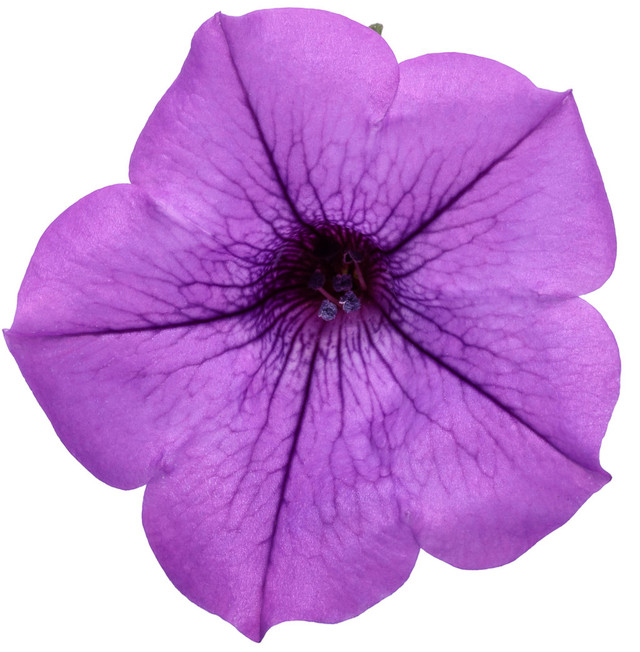 Petunia hybrid 'Supertunia Mini Vista® Indigo' flower