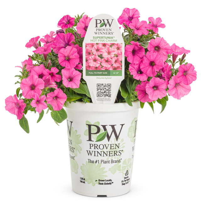 Petunia hybrid 'Supertunia Mini Vista® Hot Pink' in grower pot