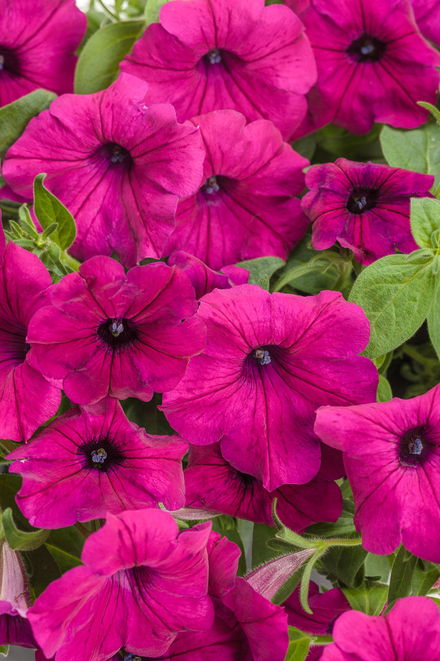 Petunia hybrid 'Supertunia® Royal Magenta®'