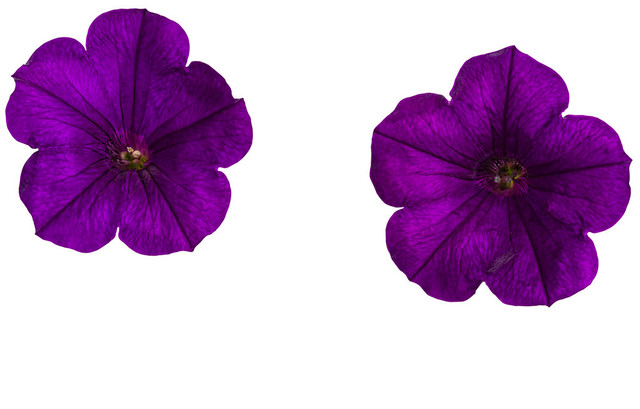 Petunia hybrid 'Supertunia® Royal Velvet®' flower