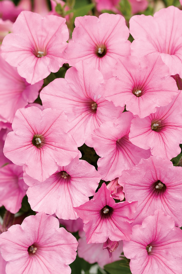 Petunia hybrid 'Supertunia Vista® Bubblegum®'