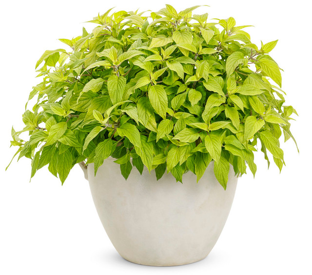 Salvia elegans Proven Accents® Rockin'® 'Golden Delicious' in decorative pot