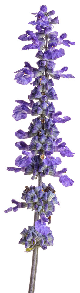 Salvia farinacea 'Unplugged® So Blue™' bloom