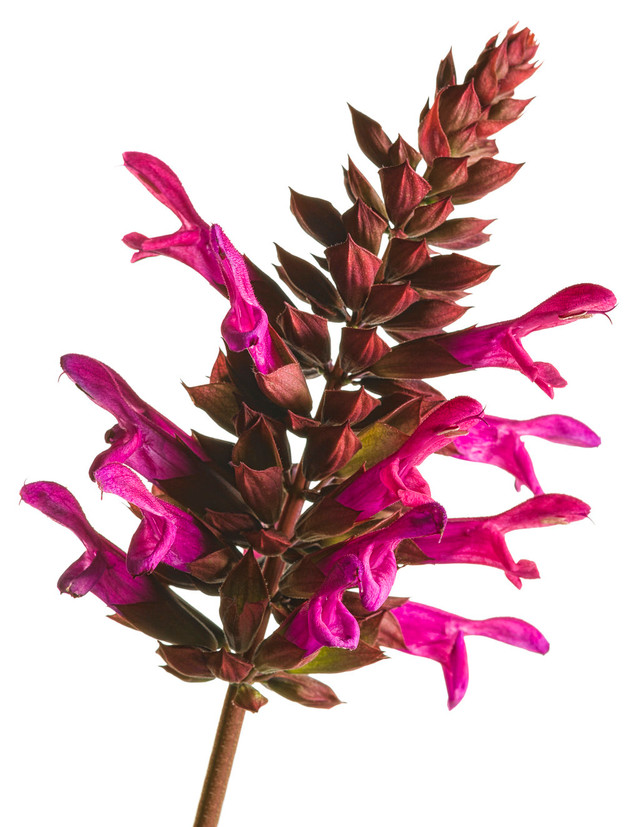 Salvia hybrid 'Rockin'® Fuchsia' bloom