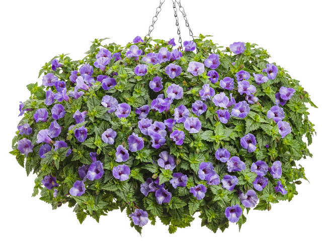 Torenia hybrid 'Summer Wave® Large Blue' in hanging basket