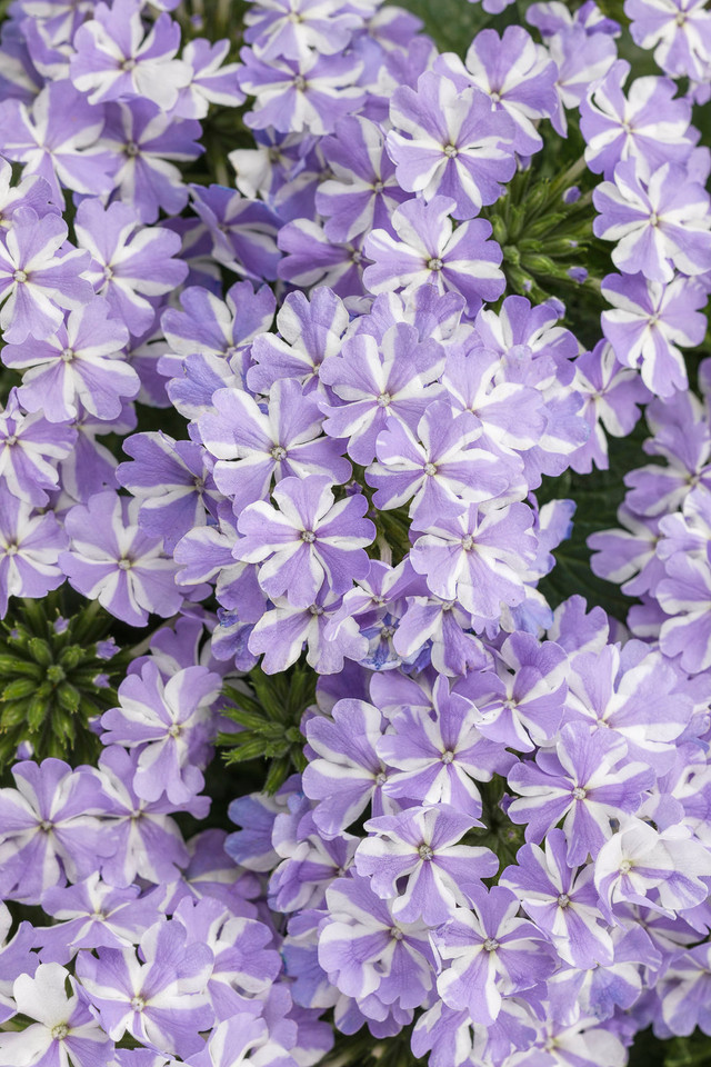 Verbena hybrid 'Superbena® Stormburst'