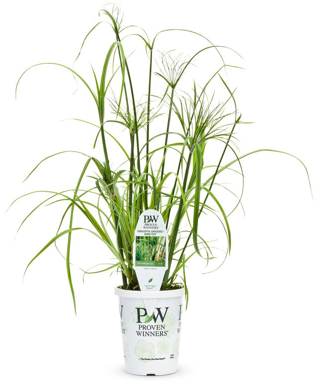 Cyperus papyrus Graceful Grasses® 'King Tut®' in grower pot