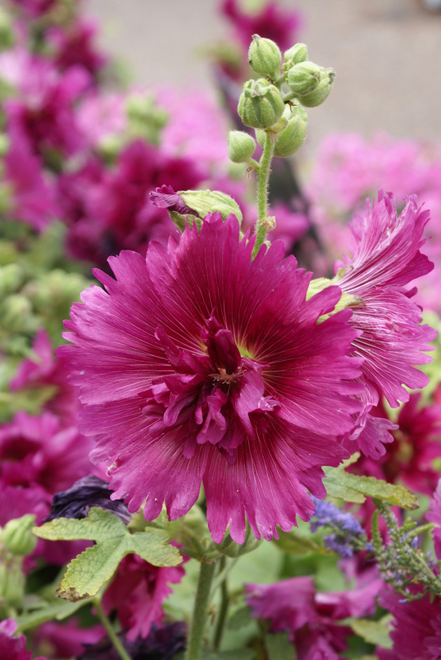 Alcea rosea 'Queeny Purple'