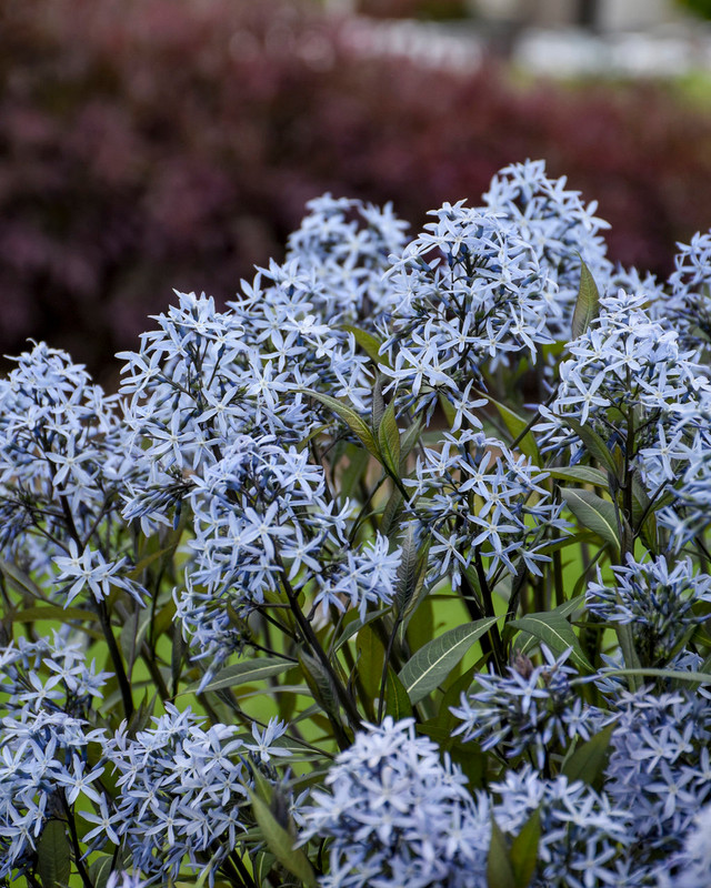 Amsonia tabernaemontana 'Storm Cloud' close up