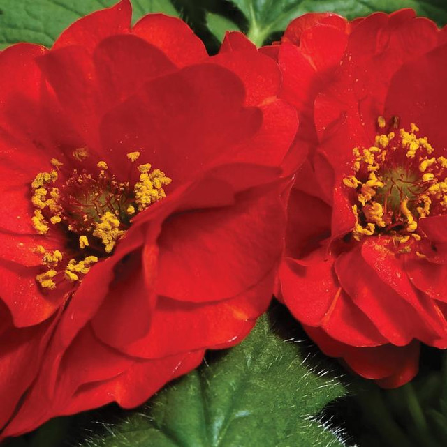 Geum 'Double Bloody Mary'