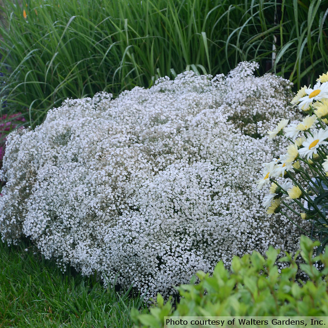 Festival Star® - Hardy Baby's Breath - Gypsophila paniculata