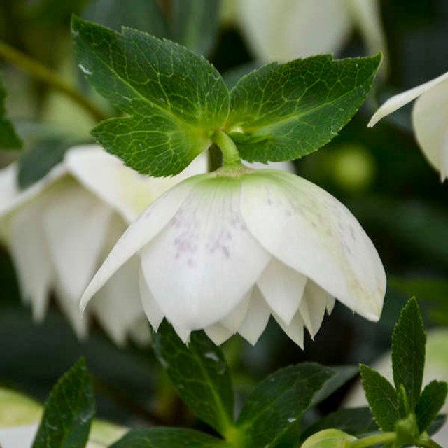 Helleborus WEDDING PARTY® 'Confetti Cake'