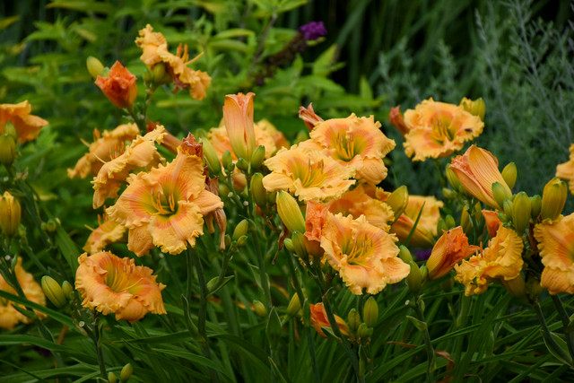 Hemerocallis Rainbow Rhythm 'Orange Smoothie'