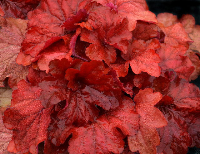 Heuchera 'Fire Alarm'