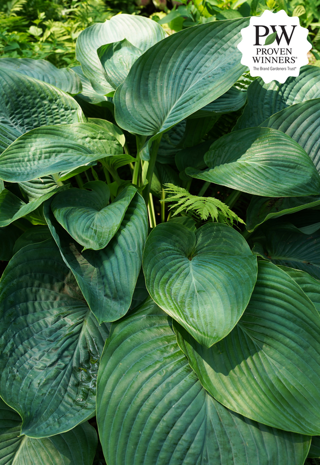 Hosta SHADOWLAND® 'Empress Wu'