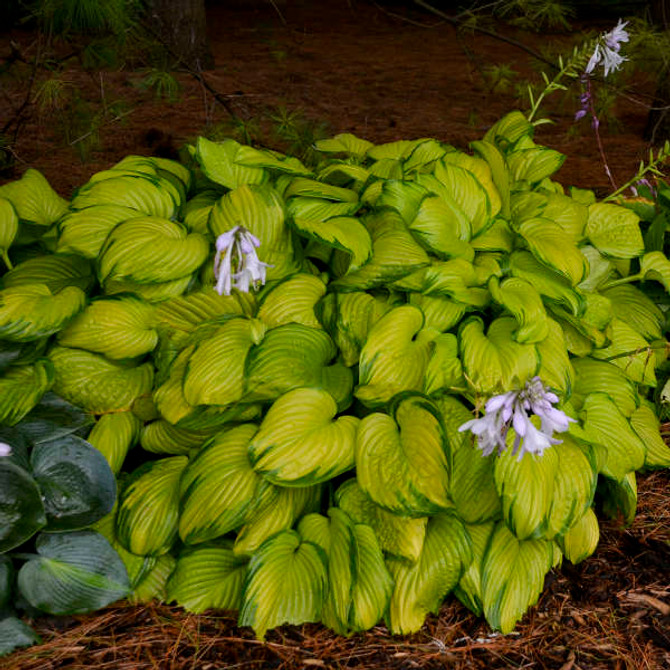 Hosta 'Stained Glass'