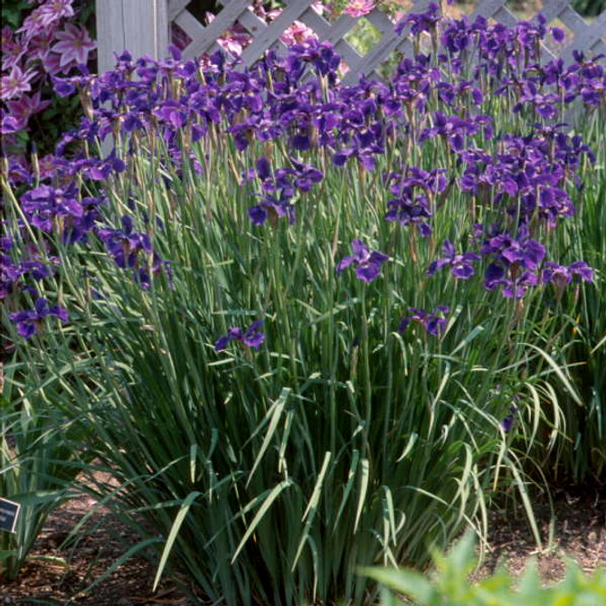 Iris sibirica 'Caesar's Brother'