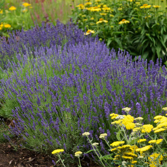 Lavandula angustifolia 'Hidcote'