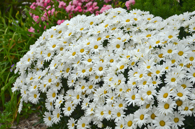 Leucanthemum x superbum 'Daisy May'