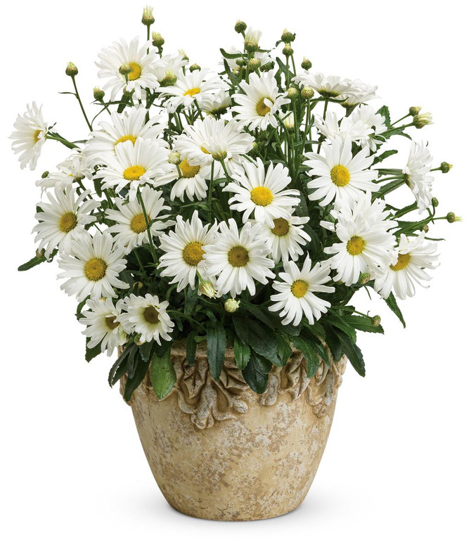 Leucanthemum x superbum 'Daisy May'