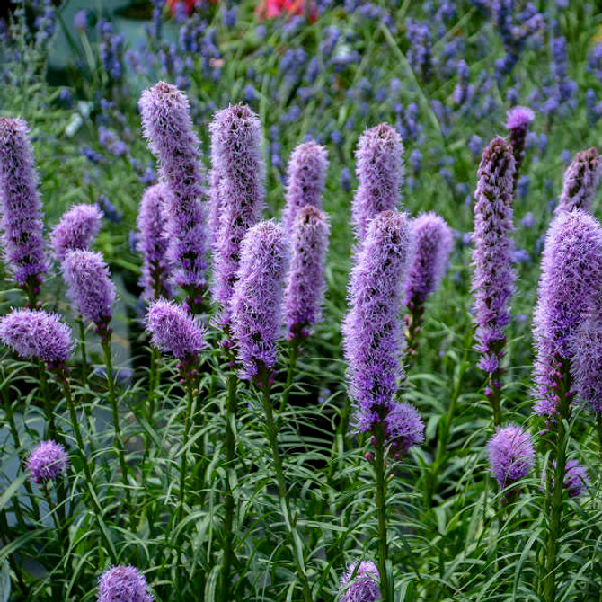 Liatris spicata 'Kobold Original'