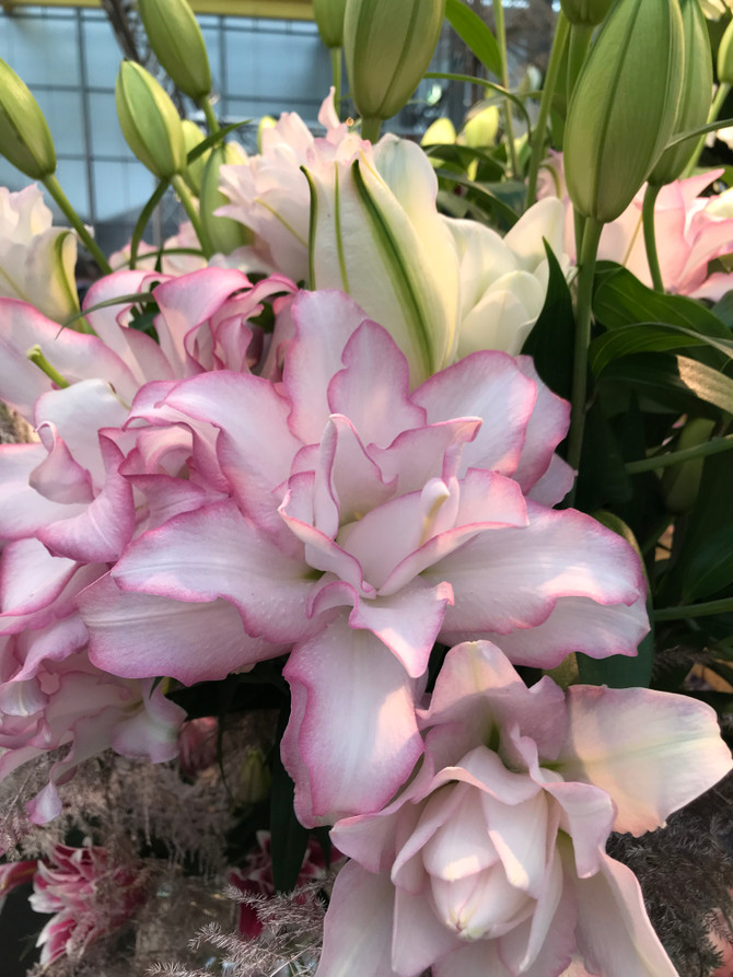 Lily Oriental Rose Lily™ 'Anouska'