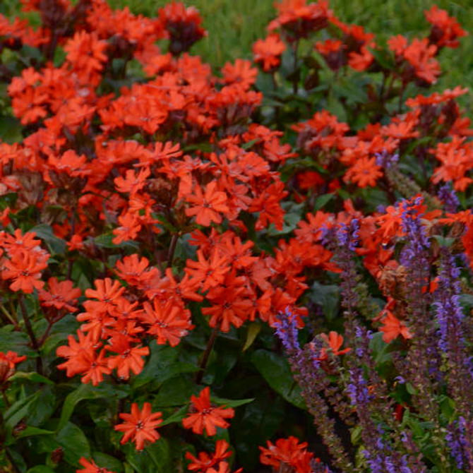 Lychnis x arkwrightii 'Orange Zwerg' (Orange Gnome)