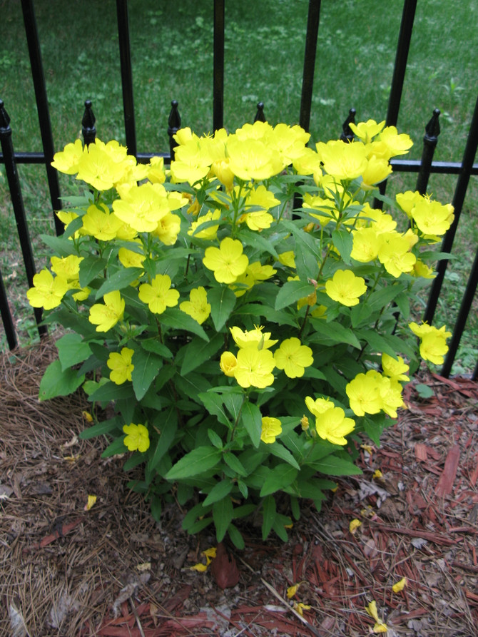 Oenothera missouriensis