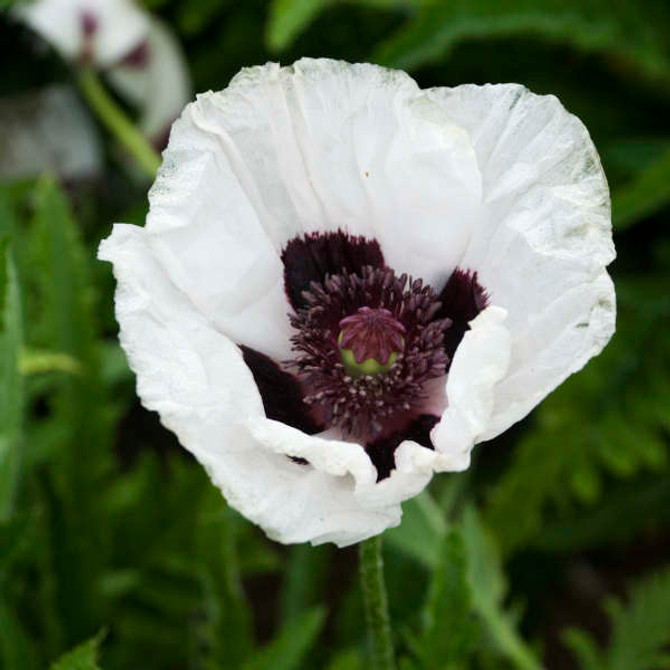 Papaver orientale 'Royal Wedding'