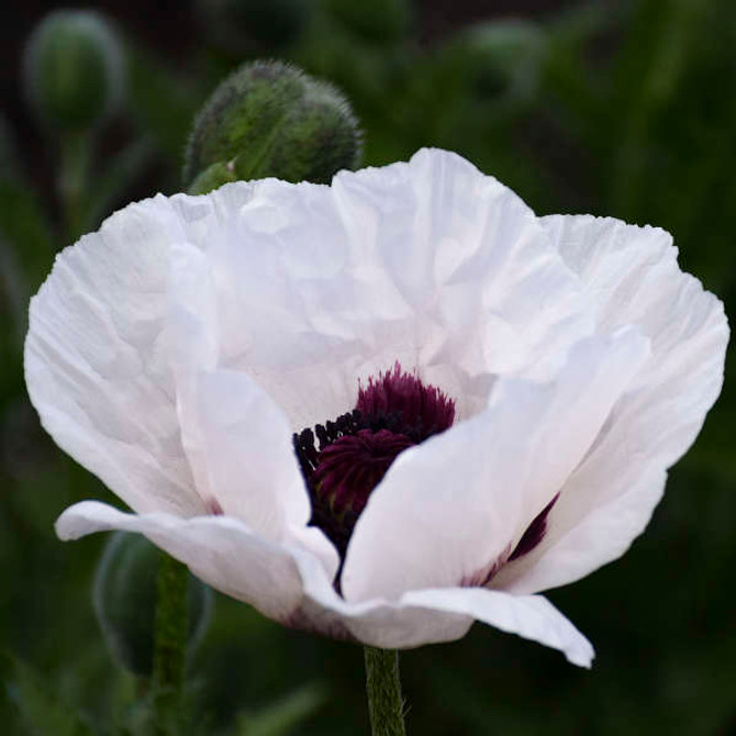 Papaver orientale 'Royal Wedding'