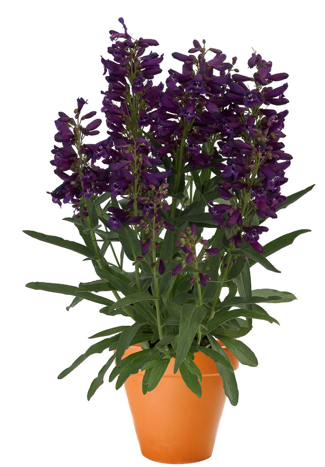 Penstemon barbatus var. praecox 'Pristine Lilac Purple'