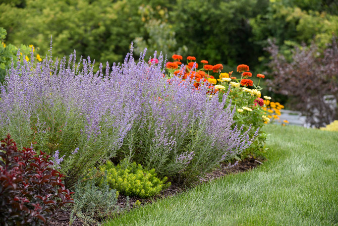 Perovskia atriplicifolia 'Denim 'n Lace'