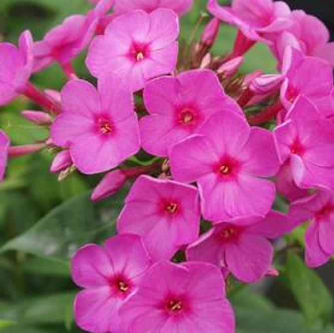 Phlox paniculata 'Flame™ Pink'