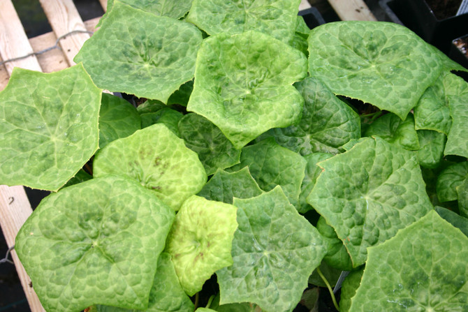 Podophyllum 'Spotty Dotty'